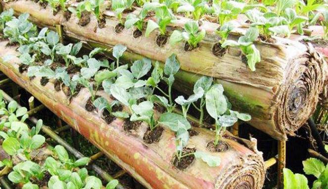Pohon Pisang sebagai Wadah Bertani?